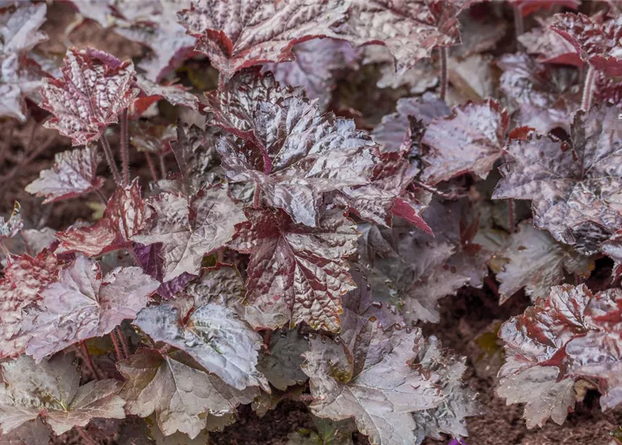 Heuchera micrantha