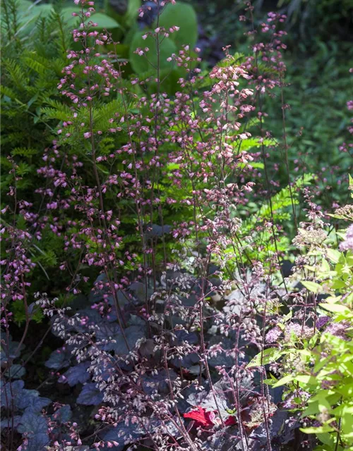 Heuchera micrantha