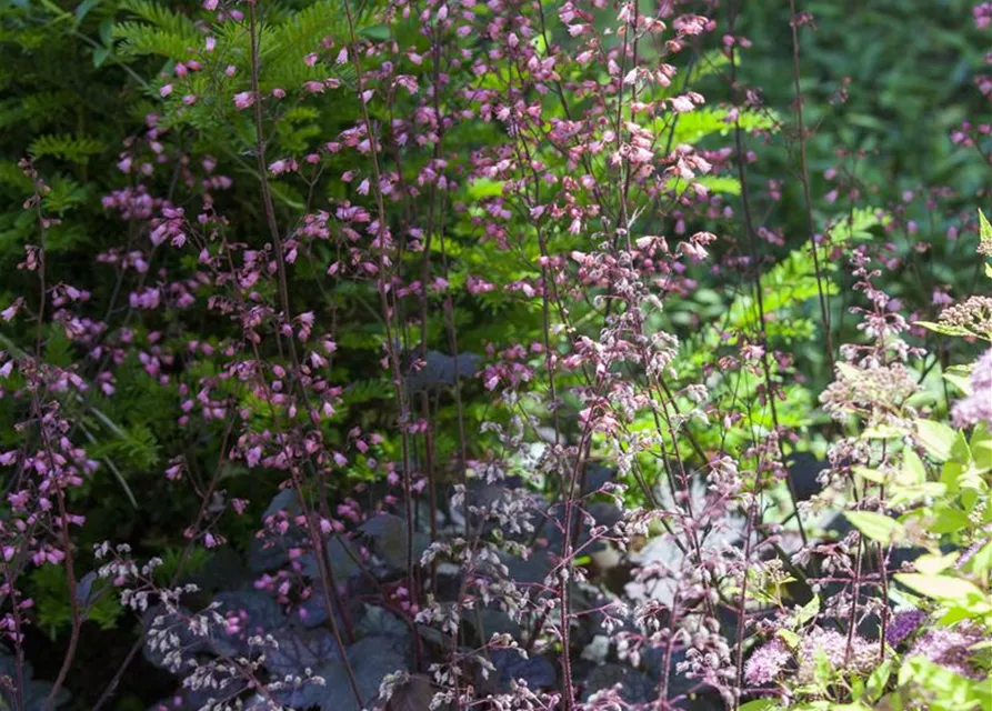 Heuchera micrantha