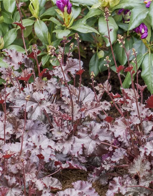 Heuchera micrantha