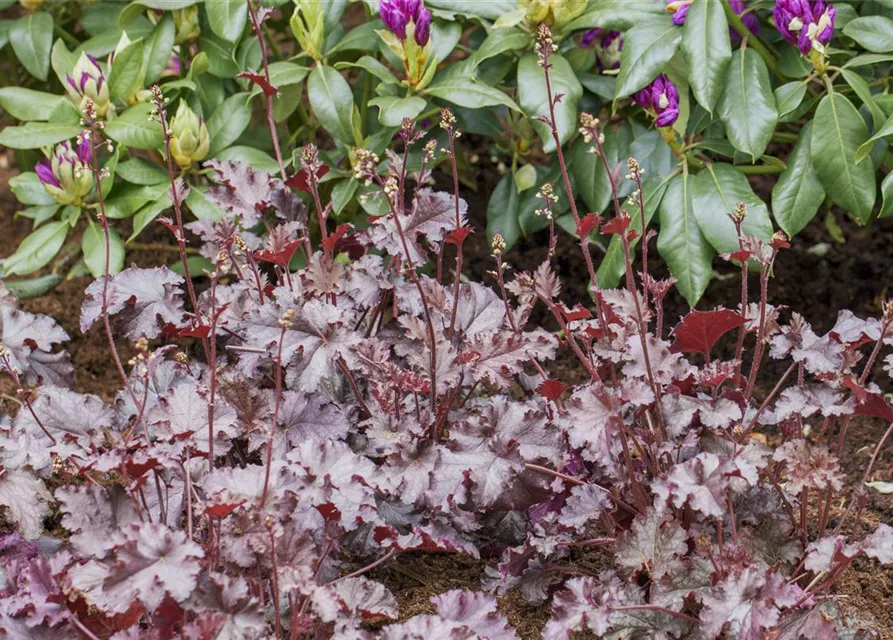 Heuchera micrantha