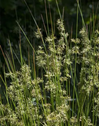 Juncus effusus