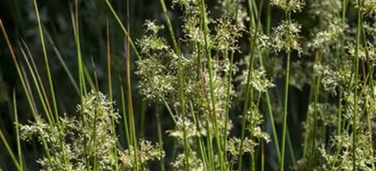 Juncus effusus