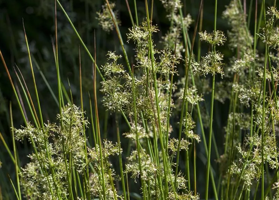 Juncus effusus