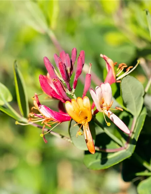 Lonicera x brownii 'Dropmore Scarlet'