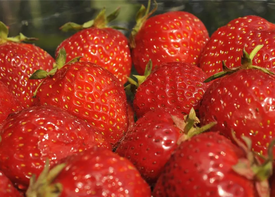 Fragaria x ananassa 'Senga®-Sengana®'