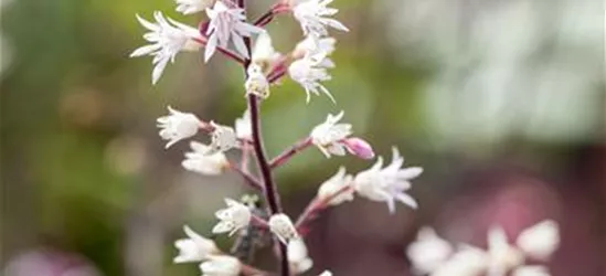 Heucherella