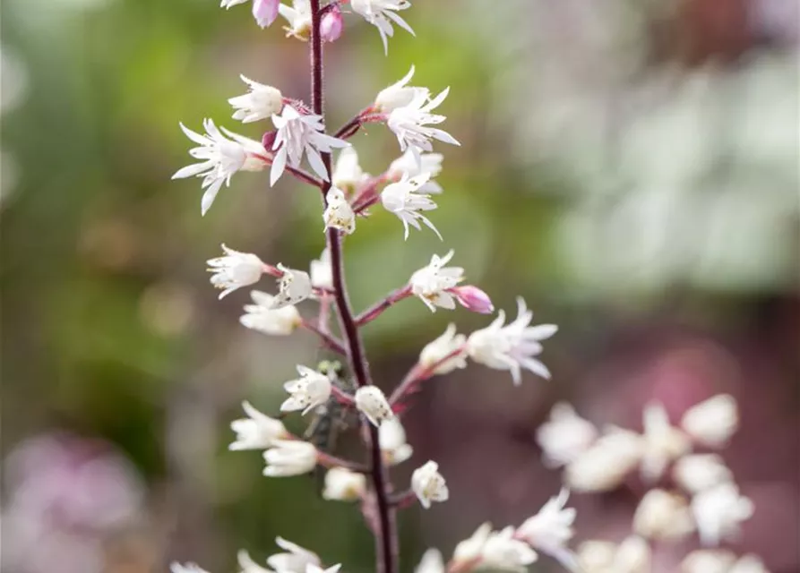 Heucherella