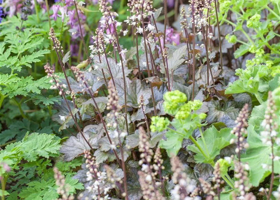 Heucherella