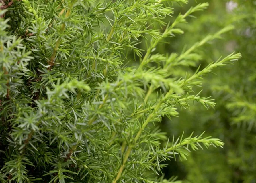 Juniperus communis