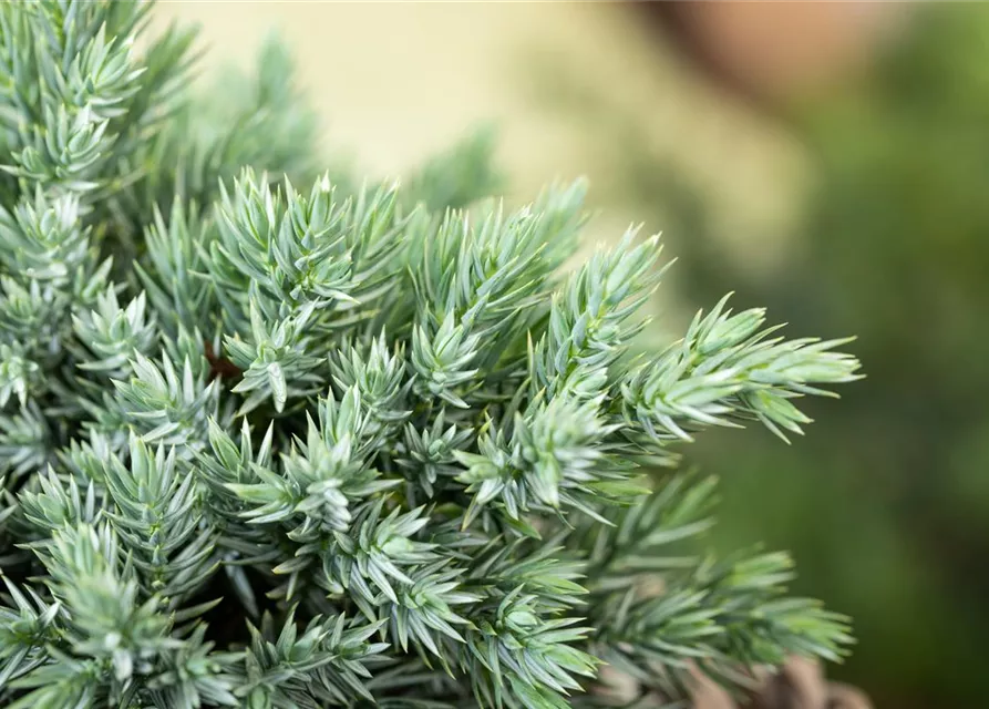 Juniperus communis