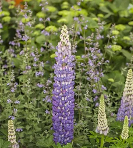 Lupinus polyphyllus