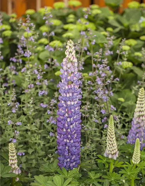 Lupinus polyphyllus