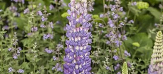 Lupinus polyphyllus