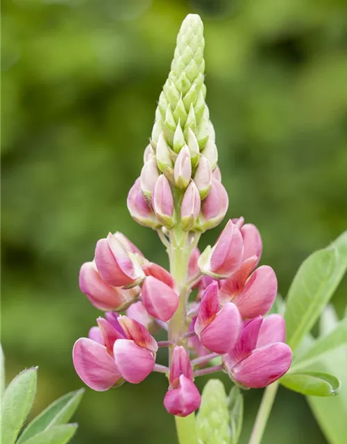 Lupinus polyphyllus