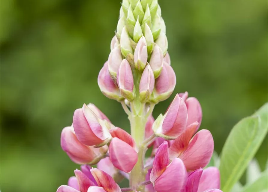 Lupinus polyphyllus