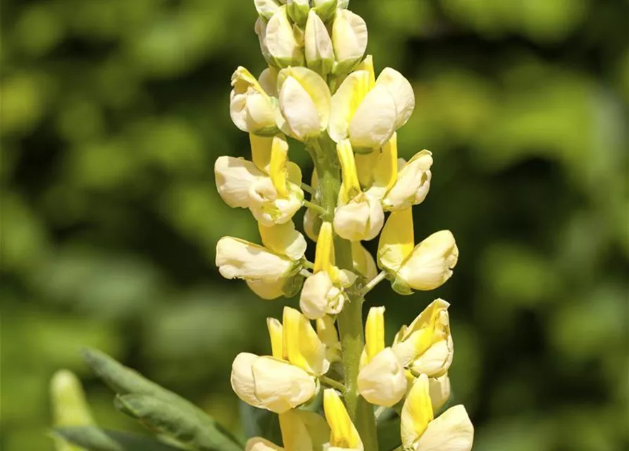 Lupinus polyphyllus