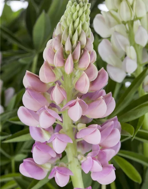 Lupinus polyphyllus 'Nanus Gallery'