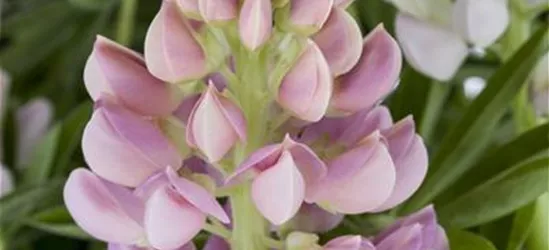 Lupinus polyphyllus 'Nanus Gallery'