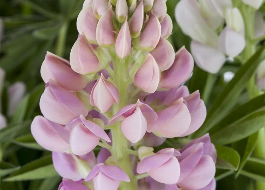 Lupinus polyphyllus 'Nanus Gallery'