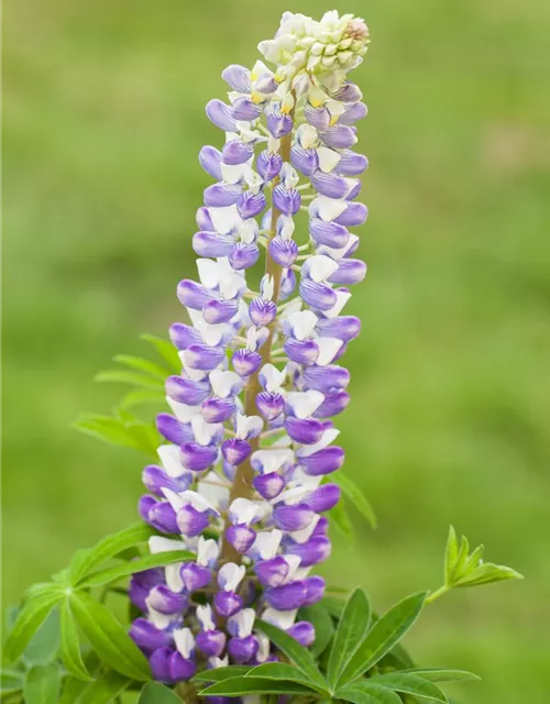 Lupinus polyphyllus