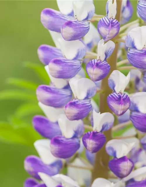 Lupinus polyphyllus