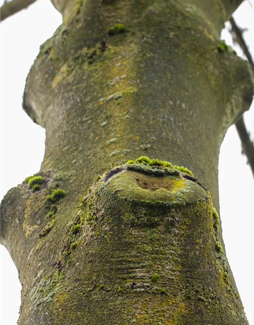 Fraxinus excelsior