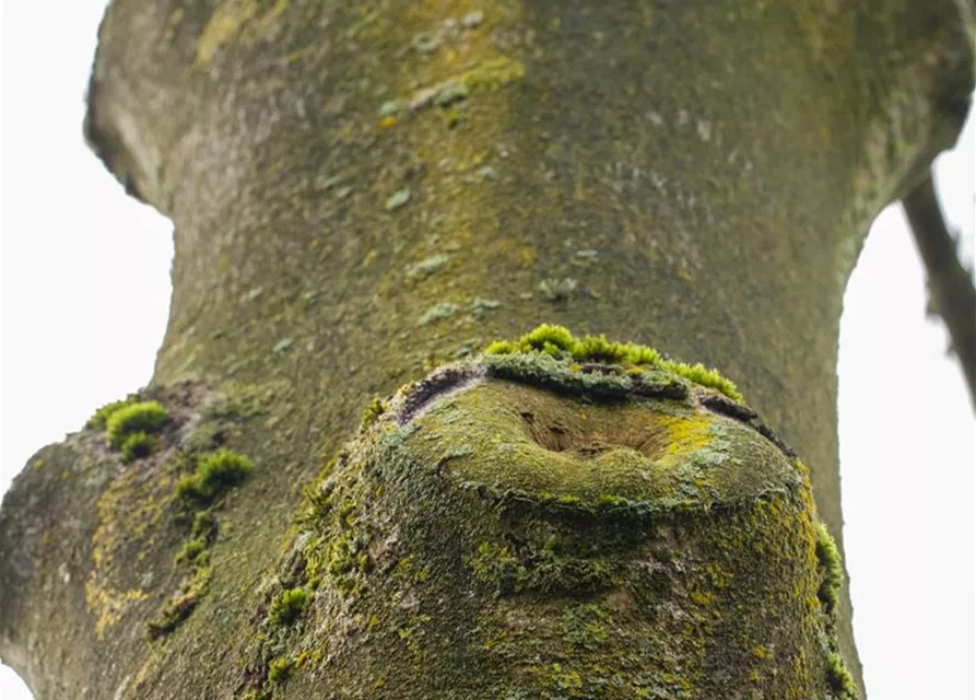 Fraxinus excelsior