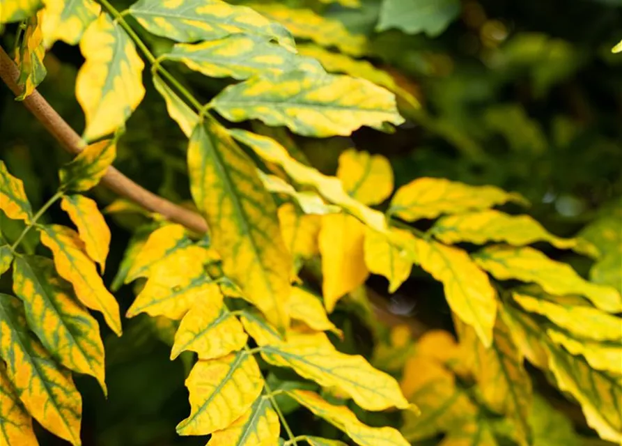 Fraxinus excelsior