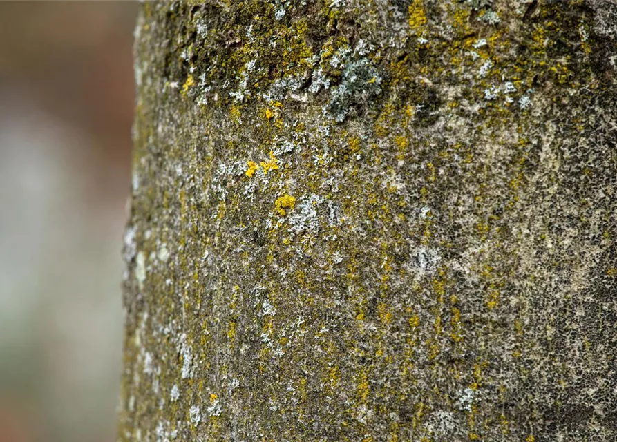 Fraxinus excelsior