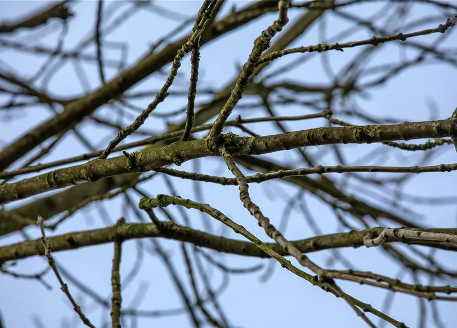 Fraxinus excelsior