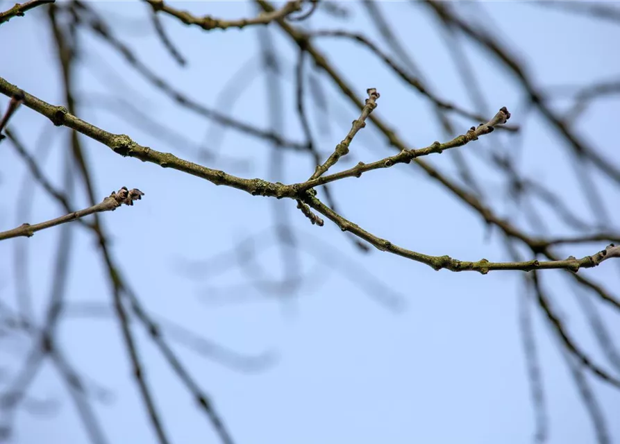 Fraxinus excelsior