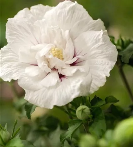 Hibiscus 'Chiffon'®