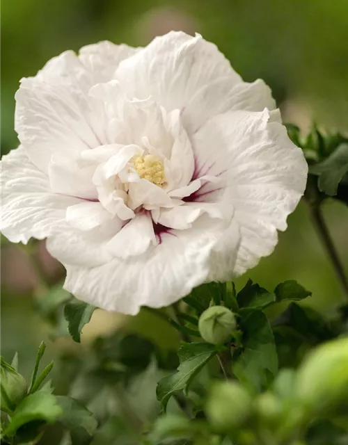 Hibiscus 'Chiffon'®