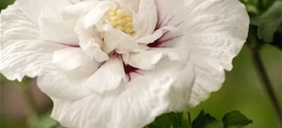 Hibiscus 'Chiffon'®