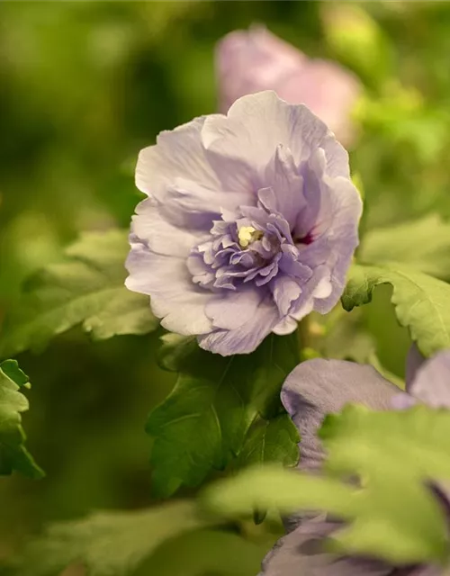 Hibiscus 'Chiffon'®