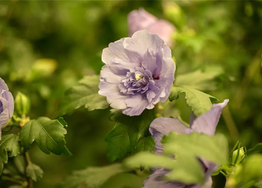 Hibiscus 'Chiffon'®