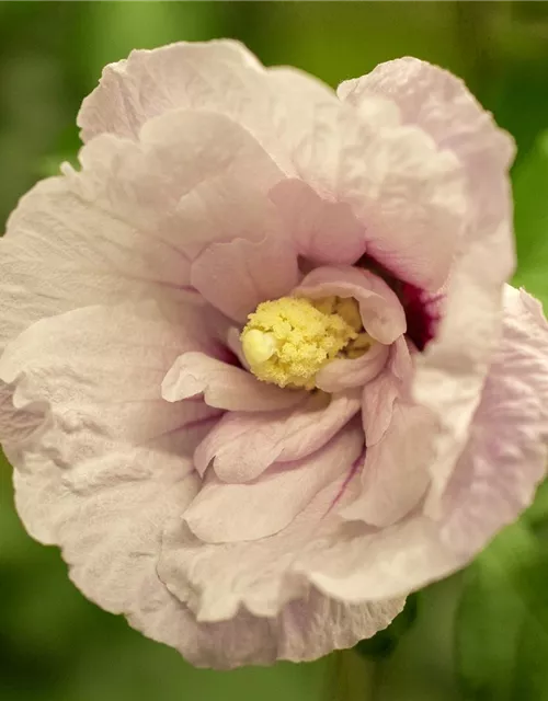 Hibiscus 'Chiffon'®