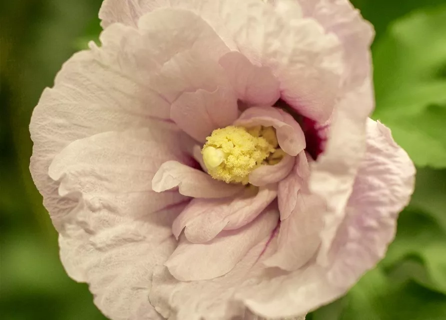 Hibiscus 'Chiffon'®