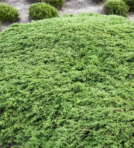 Juniperus communis 'Green Carpet'