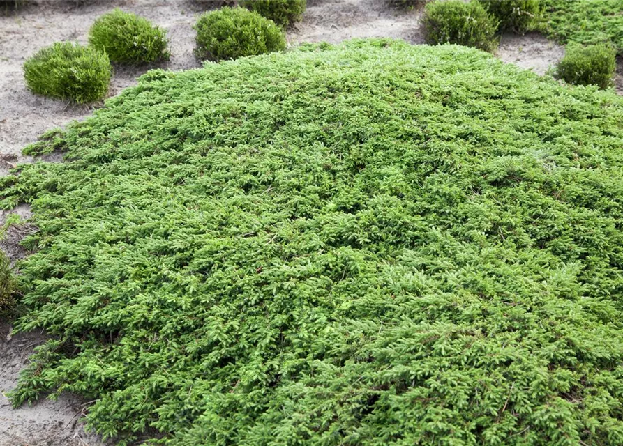 Juniperus communis 'Green Carpet'