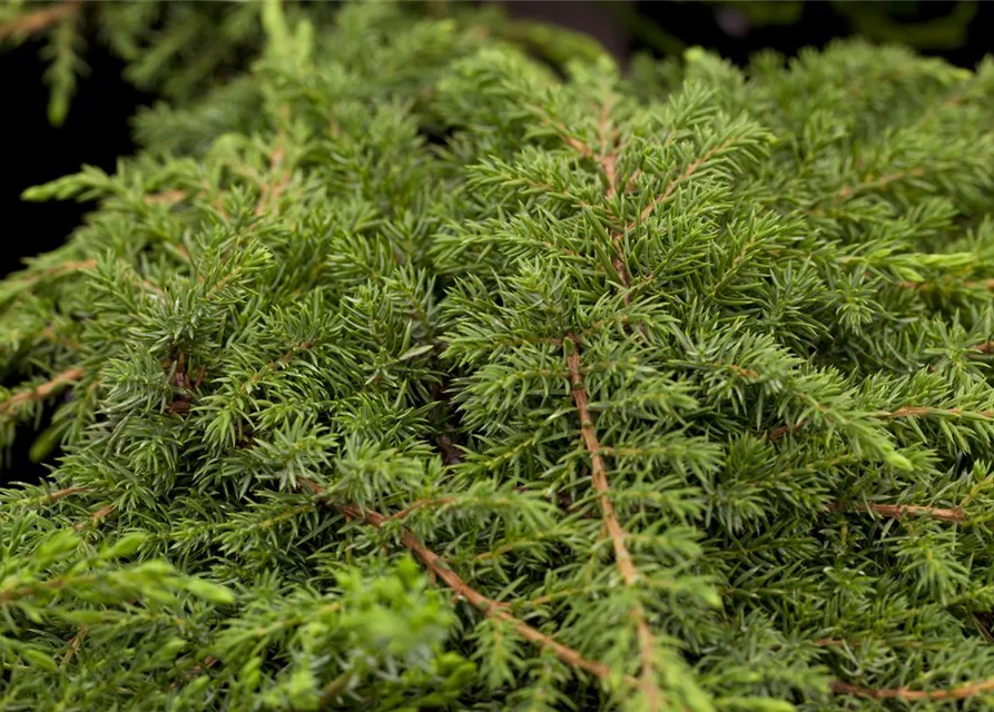 Juniperus communis 'Green Carpet'