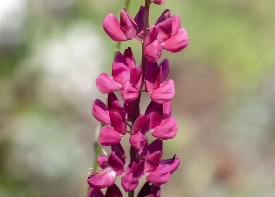 Lupinus polyphyllus 'Nanus Gallery'