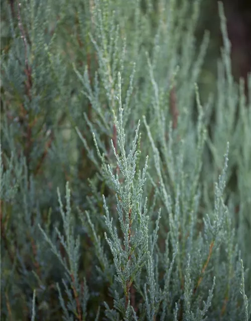 Juniperus virginiana 'Blue Arrow'