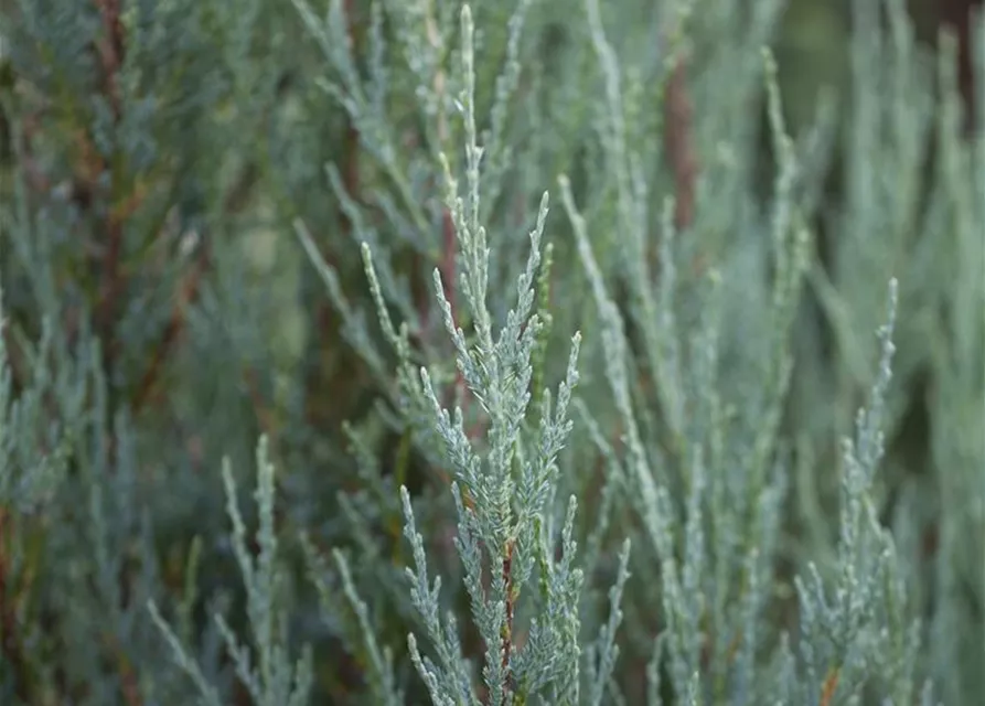 Juniperus virginiana 'Blue Arrow'