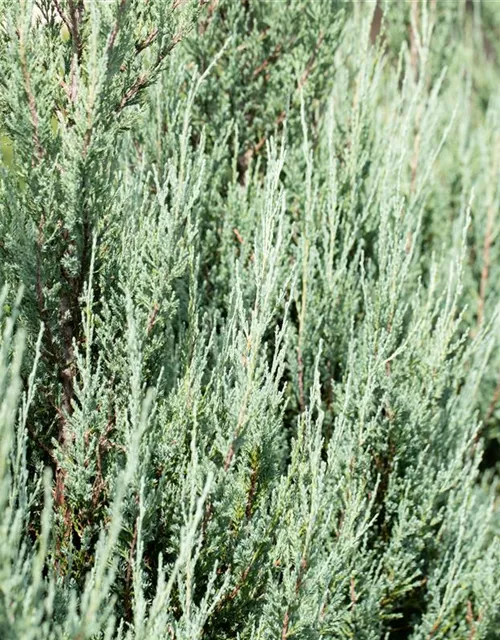 Juniperus virginiana 'Blue Arrow'