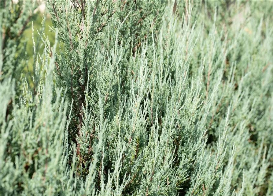 Juniperus virginiana 'Blue Arrow'