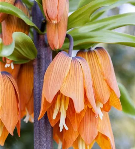 Fritillaria imperialis