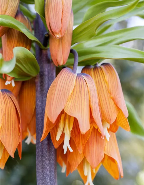 Fritillaria imperialis