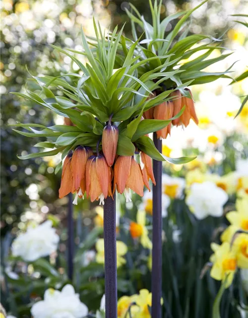 Fritillaria imperialis